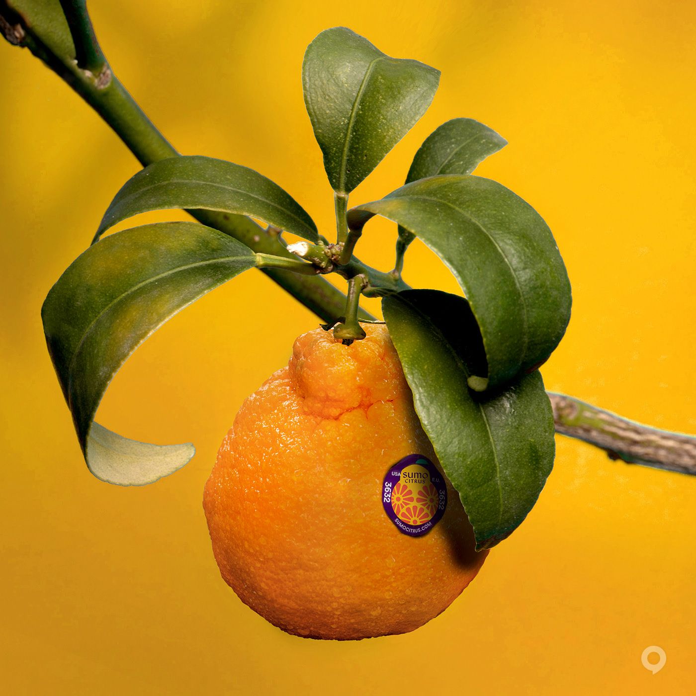 美國Sumo Citrus甜橙包裝設(shè)計欣賞(圖7)